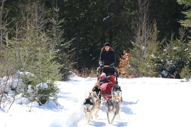 Dogsled Diable Adventure in Mont-Tremblant - Kennel Visit, Treats, and Brushing: The Part That Makes It Feel Ethical