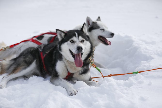 Dogsled Diable Adventure in Mont-Tremblant - Price and Value: Is $233.91 Worth It?