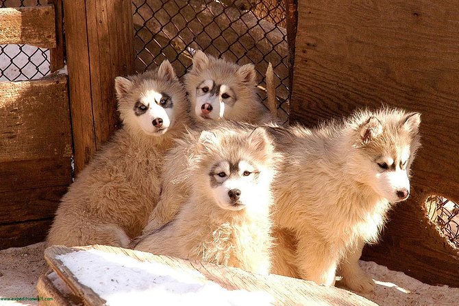 Dogsled Diable Adventure in Mont-Tremblant - Who This Fits Best (And Who Should Rethink It)