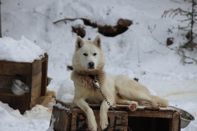 Dogsled Diable Adventure in Mont-Tremblant - Driving vs Riding: What the Sled Coaching Actually Means