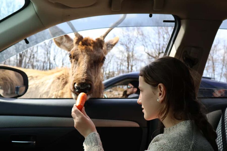 From Montreal: Omega Park Wildlife Safari Calling Sounds - Key Highlights You’ll Actually Care About
