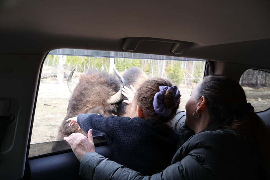 From Montreal: Omega Park Wildlife Safari Calling Sounds - Getting Out of Montreal: Private Pickup and the Drive to Parc Omega
