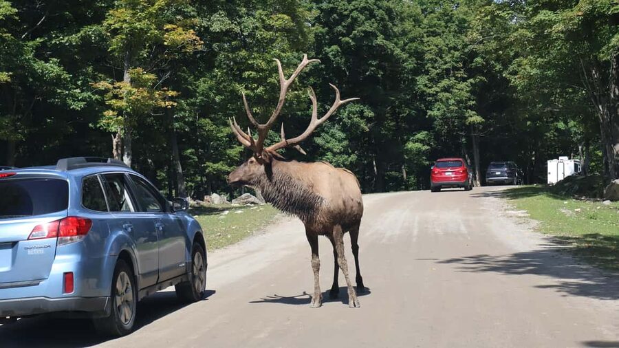 From Montreal: Omega Park Wildlife Safari Calling Sounds - Ethical Feeding With Approved Treats: The Best Kind of Interaction