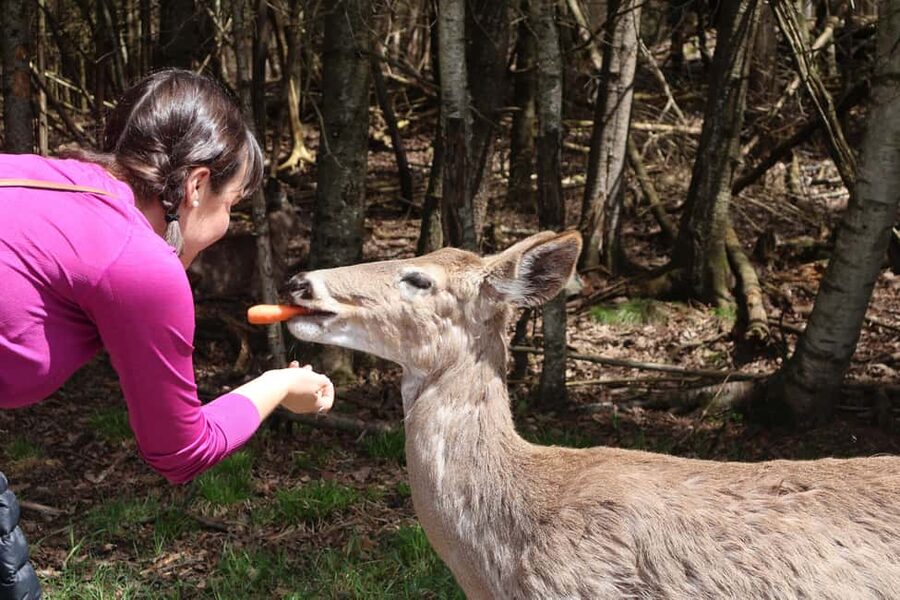 From Montreal: Omega Park Wildlife Safari Calling Sounds - Binoculars and Free-Spacing: How the Safari Stays Relaxed