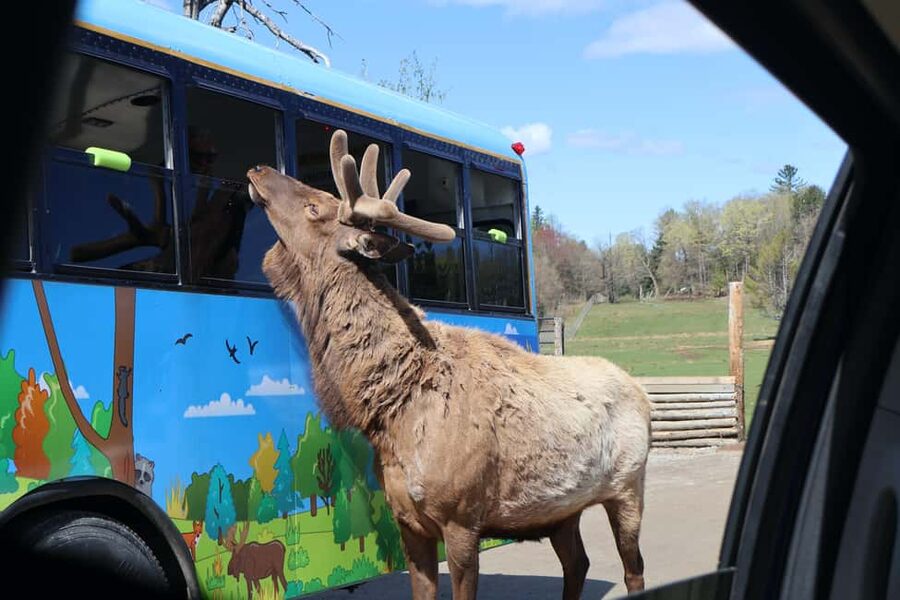 From Montreal: Omega Park Wildlife Safari Calling Sounds - Your Guide’s Role: What the Sound Reactions Really Teach You