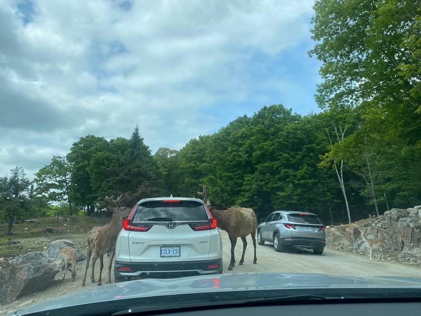 From Montreal: Omega Park Wildlife Safari Calling Sounds - The Montebello Lodge Stop and Photo Time That Breaks Up the Day