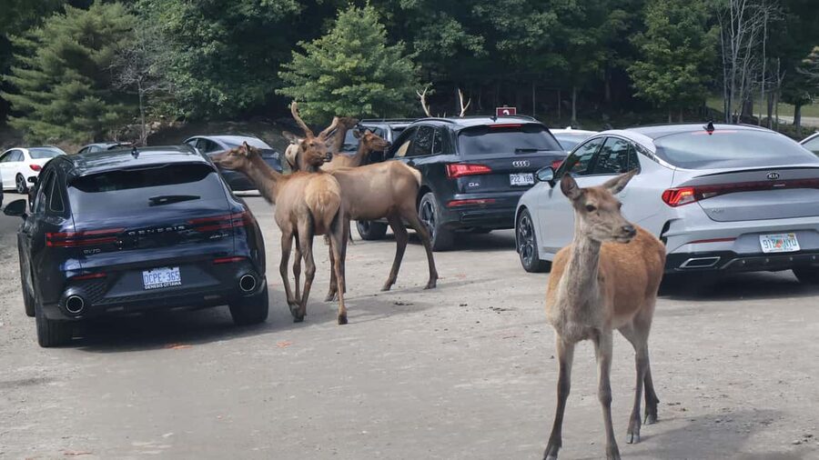From Montreal: Omega Park Wildlife Safari Calling Sounds - Timing, Comfort, and Family Fit for 7 to 9 Hours