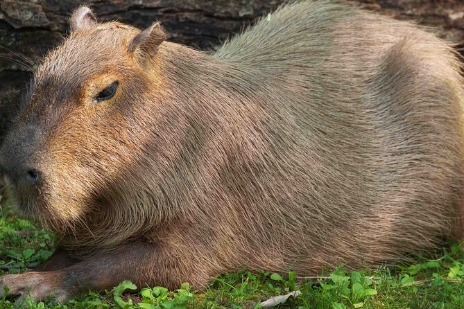 Granby Zoo 1 Day - The early start from Montreal and how to plan your day