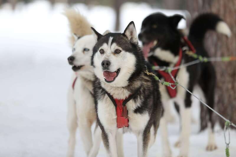 Mont-Tremblant: Guided Dogsledding Tour with Hot Chocolate - Price and value: is $213 per person a fair deal?