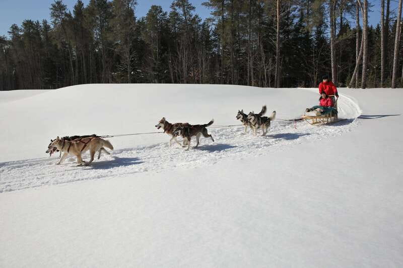 Mont-Tremblant: Guided Dogsledding Tour with Hot Chocolate - Who this tour is best for (and who should skip it)