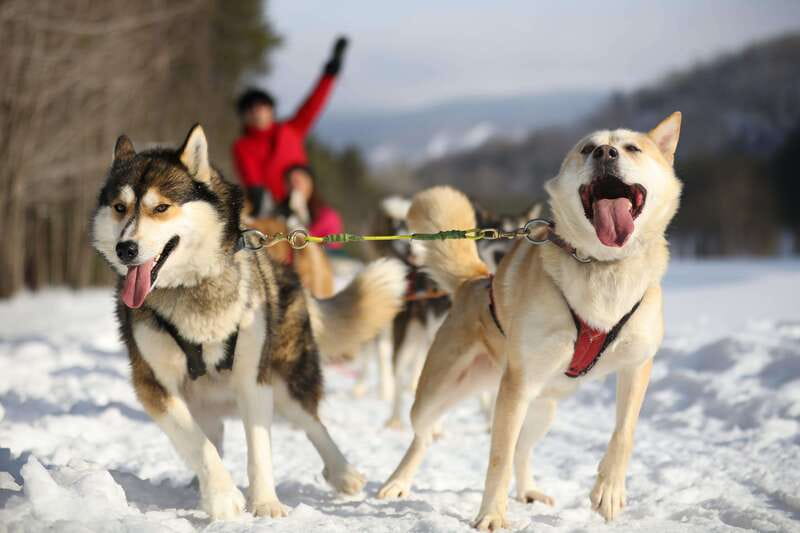 Mont-Tremblant: Guided Dogsledding Tour with Hot Chocolate - The ride basics: seat switching, who drives, and the safety flow