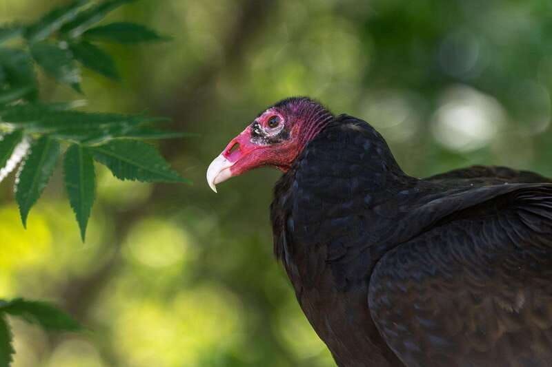 Montreal: Ecomuseum Zoo Entry Ticket - A fast escape from Montreal’s streets to Quebec wildlife