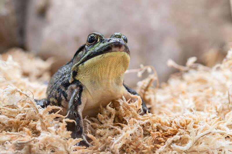 Montreal: Ecomuseum Zoo Entry Ticket - Naturalistic habitats you can actually watch