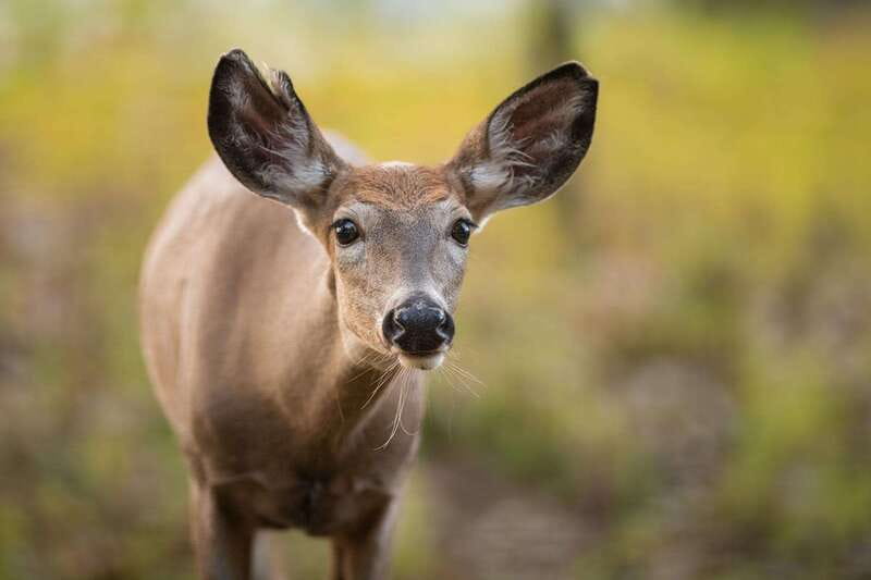 Montreal: Ecomuseum Zoo Entry Ticket - A 1-day visit plan that doesn’t rush you