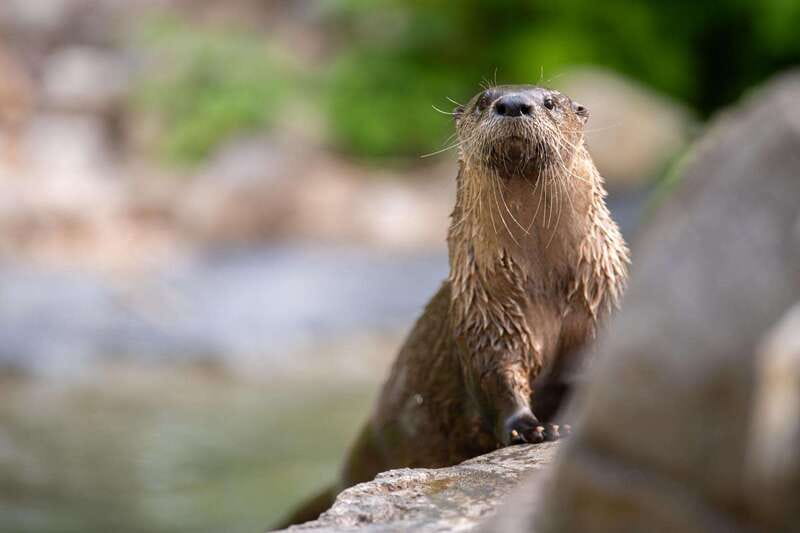 Montreal: Ecomuseum Zoo Entry Ticket - Weather, season, and your expectations for animal sightings