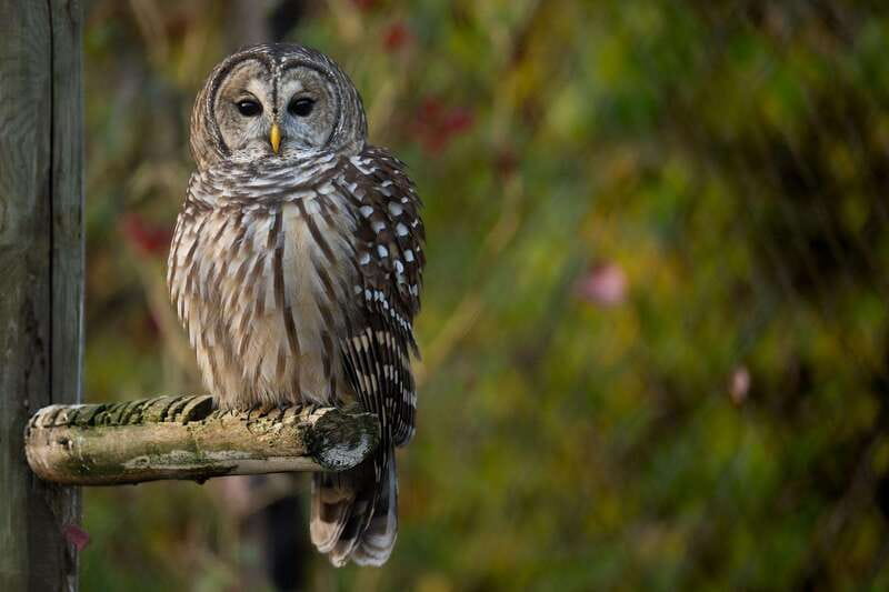 Montreal: Ecomuseum Zoo Entry Ticket - Should you book the Montreal Ecomuseum Zoo ticket?
