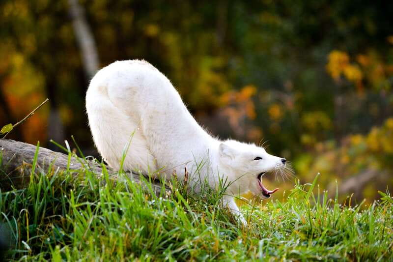 Montreal: Ecomuseum Zoo Entry Ticket - What makes the animals feel different: Québec-only species and care