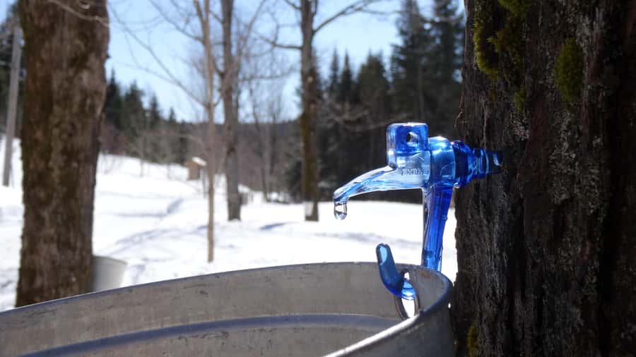 Montréal: Maple Syrup Tasting Conference! - The four categories of maple syrup: learning to read the bottle