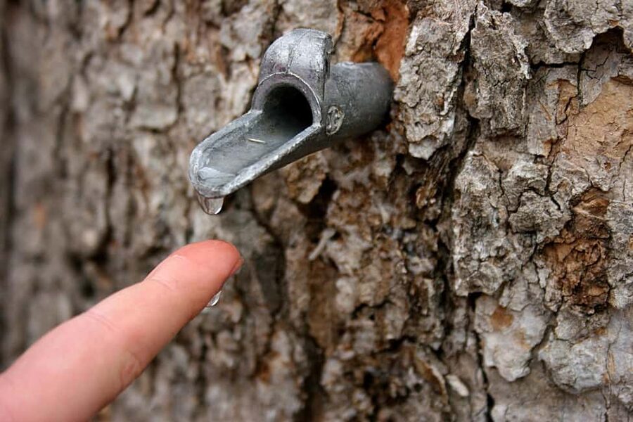 Montreal: Maple Syrup Tour with Sugar Shack & Local Cuisine - Who should book this cabane à sucre day trip?