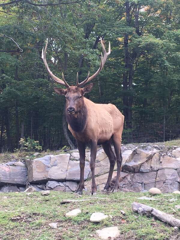 Montreal: Private Day Tour to Parc Omega & Montebello Lodge - Key Highlights Worth Planning Around