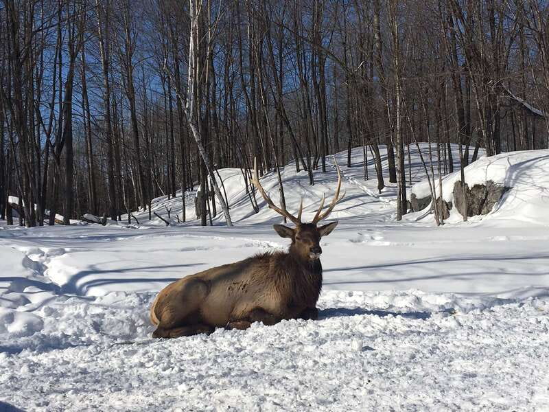 Montreal: Private Day Tour to Parc Omega & Montebello Lodge - Should You Book? My Practical Take