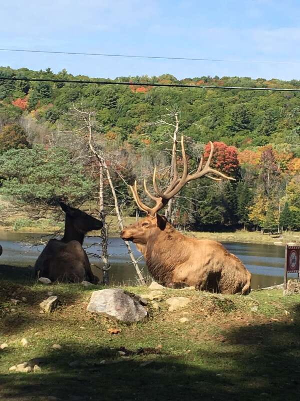 Montreal: Private Day Tour to Parc Omega & Montebello Lodge - What You’ll See: Animals, Timing, and Those Moments at the Car Window