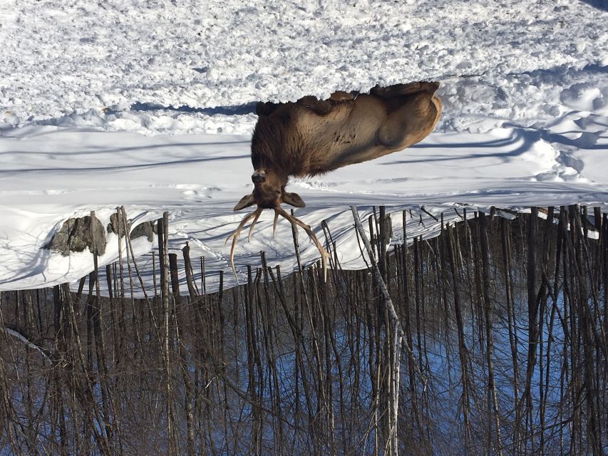 Montreal: Private Day Tour to Parc Omega & Montebello Lodge - The Lunch Break Inside Omega (And How to Choose Your Pace)