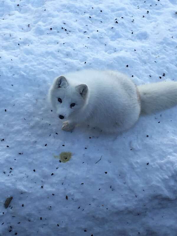 Montreal: Private Day Tour to Parc Omega & Montebello Lodge - Montebello Lodge: The Warm-Up Stop After Wildlife