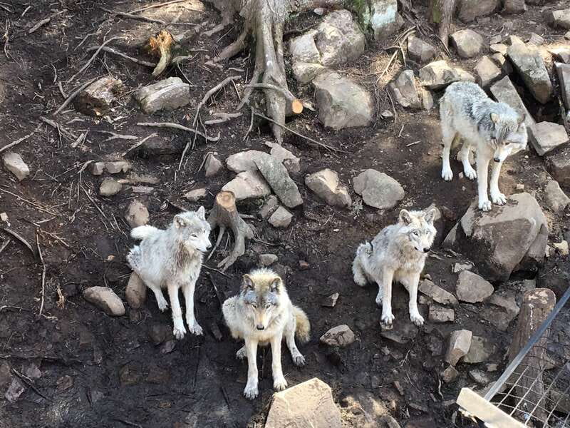 Montreal: Private Day Tour to Parc Omega & Montebello Lodge - Private Guide Insiders: What You Gain Beyond the Views