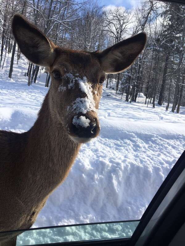 Montreal: Private Day Tour to Parc Omega & Montebello Lodge - Price and Value: Is $348 Per Person Fair for This Day?
