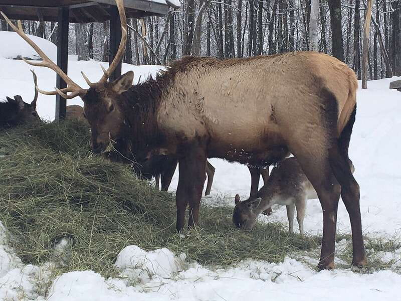 Montreal: Private Day Tour to Parc Omega & Montebello Lodge - What to Bring, What Not to Do, and Who This Tour Isn’t For
