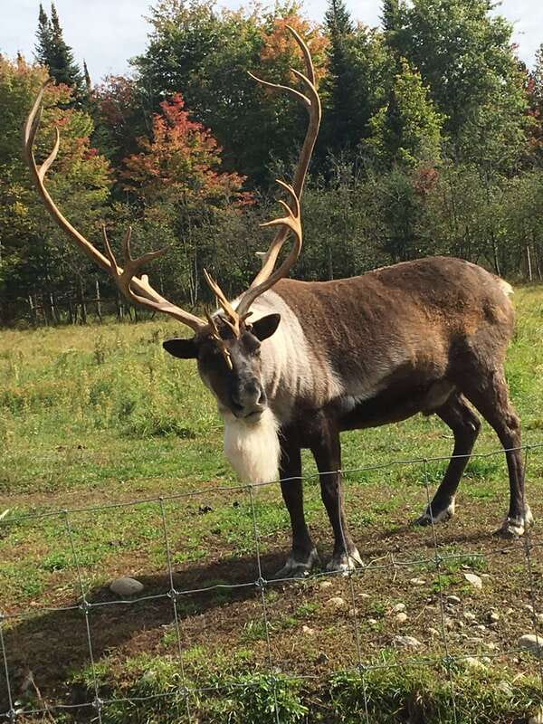 Montreal: Private Day Tour to Parc Omega & Montebello Lodge - Parc Omega: A Wildlife Day That’s More Like a Safari Drive