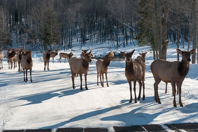 Private day tour to wildlife Parc Omega and Montebello lodge from Montreal - A Private Montreal-to-Parc Omega Safari With Your Own Driver