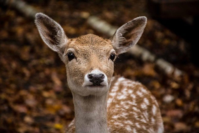 Private day tour to wildlife Parc Omega and Montebello lodge from Montreal - Timing the Day: The 6–8 Hour Plan That Doesn’t Rush You