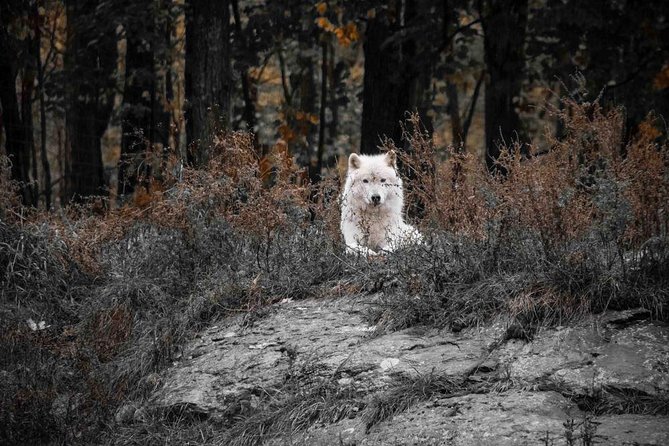 Private day tour to wildlife Parc Omega and Montebello lodge from Montreal - Price and Value: What You’re Really Paying For