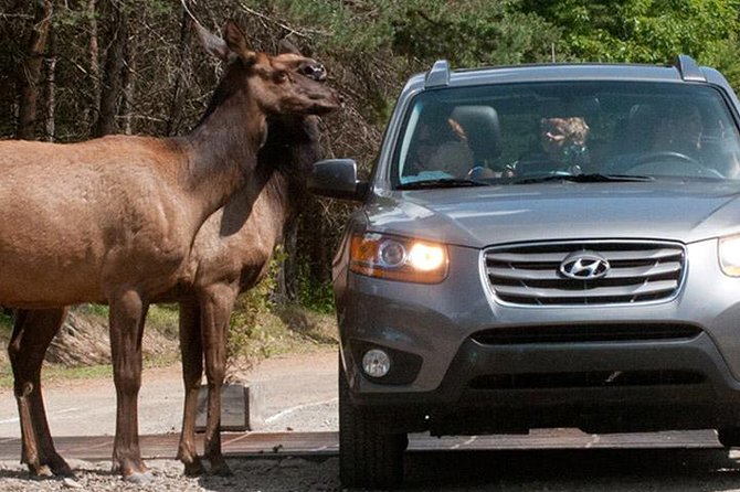 Private day tour to wildlife Parc Omega and Montebello lodge from Montreal - Getting There, Timing, and What to Pack for Winter Visits