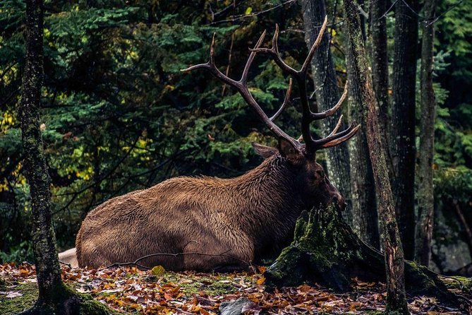 Private day tour to wildlife Parc Omega and Montebello lodge from Montreal - Who This Tour Fits Best (and Who Might Want Another Day)