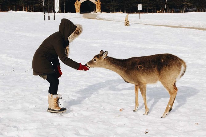 Private day tour to wildlife Parc Omega and Montebello lodge from Montreal - Feeding Animals From Your Window: Why It Feels Different